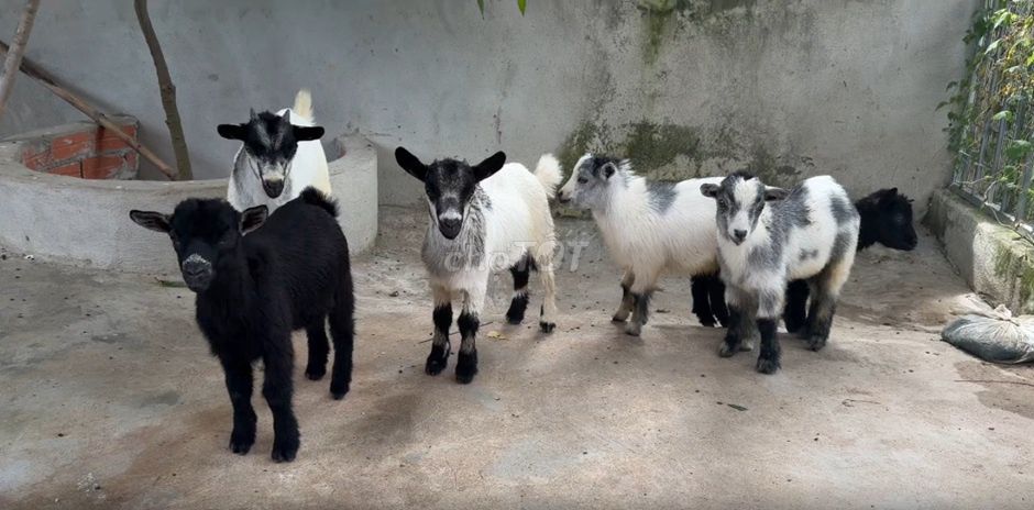 Dê Pygmy Dê lùn Mini. Mua bán Thú cưng khác tại Quận Bình Tân Tp Hồ Chí Minh được đăng bởi TRẠI THÚ CƯNG TẠI HCM hình 1