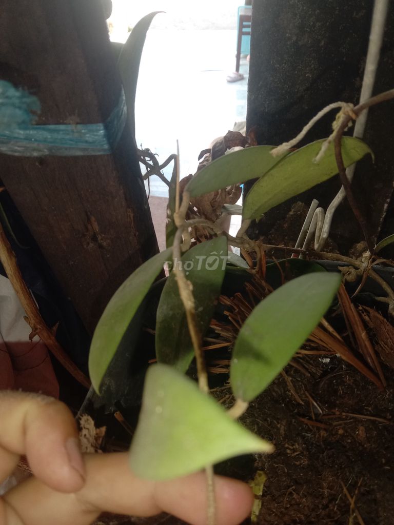 Hoa lan Cẩm cù Phú Quốc Hồng. Mua bán Cây cảnh, đồ trang trí tại Huyện Phong Điền Cần Thơ được đăng bởi Trung hình 1