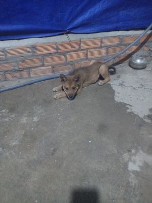 Mình cần bán chú cho lai pol do ở nhà hai con. Mua bán Chó tại Thị xã Tân Uyên Bình Dương được đăng bởi Nguyen phuong