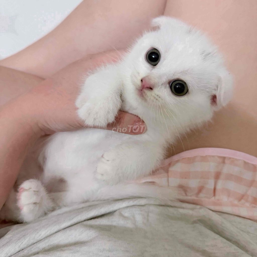 MÈO ANH LÔNG NGẮN TAI CỤP. Mua bán Mèo tại Quận Bình Thạnh Tp Hồ Chí Minh được đăng bởi Lam Lam hình 1