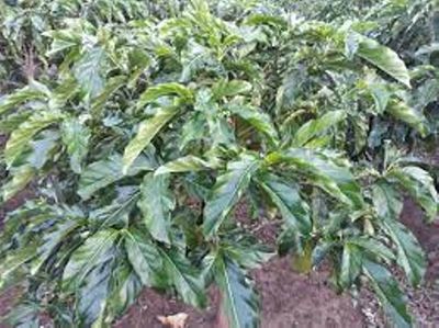 Lá nhàu tươi, 1kg. Mua bán Đồ ăn, thực phẩm và các loại khác tại Thành phố Thủ Đức Tp Hồ Chí Minh được đăng bởi BẠCH LONG