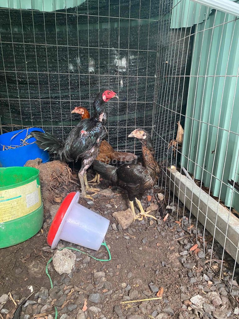 Gà nòi ấn. Mua bán Gà tại Quận 12 Tp Hồ Chí Minh được đăng bởi Quang Khai hình 1