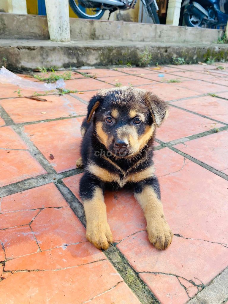 chó begiec lai rottweiler 3 con cái. Mua bán Chó tại Thành phố Mỹ Tho Tiền Giang được đăng bởi Phan Em hình 3