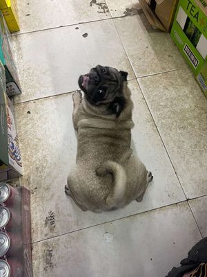 Pun mặt xệ thuần chủng. Mua bán Chó tại Quận Hoàng Mai Hà Nội được đăng bởi Nguyễn thiện sỹ