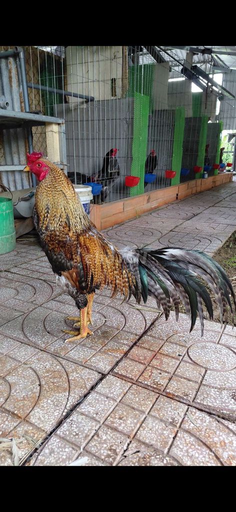 cứu 2.9kg. Mua bán Gà tại Huyện Mang Thít Vĩnh Long được đăng bởi Lê Phương Thiện hình 1