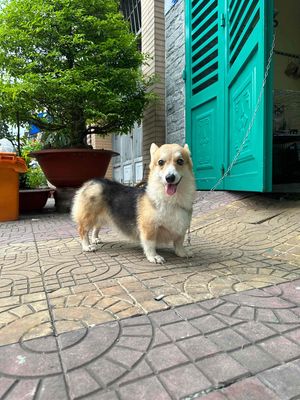 Chó cogri cái tơ ❤️❤️