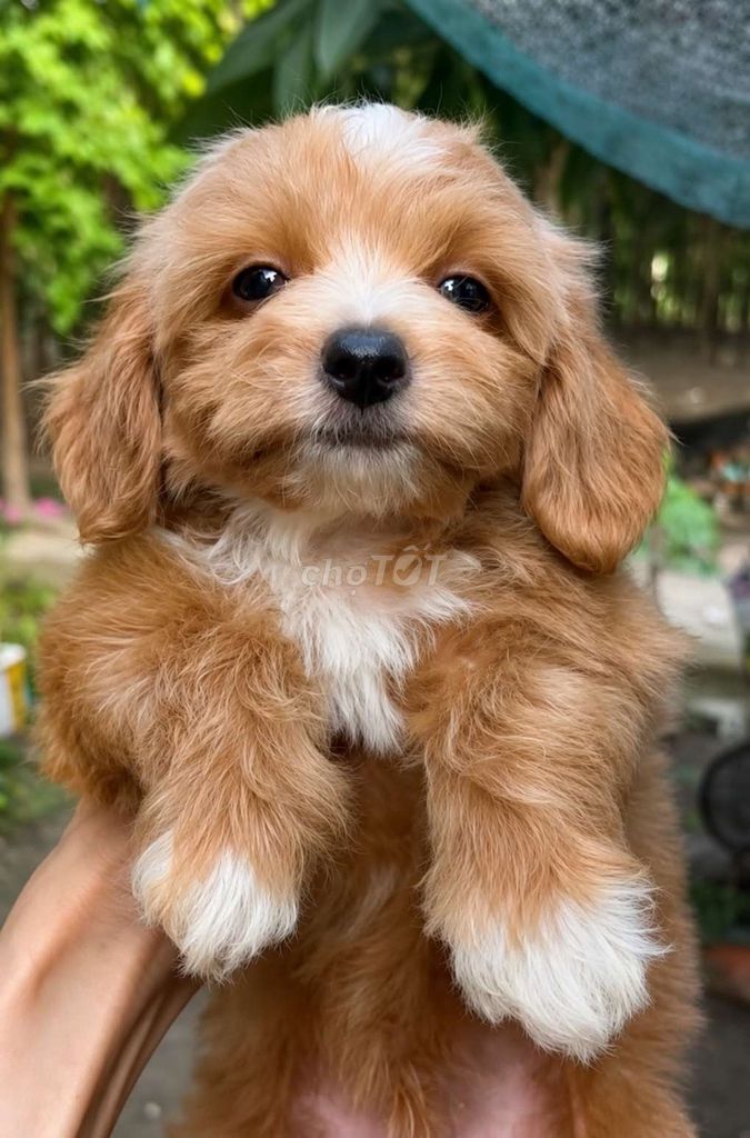 Chó Poodle lai Đực Cái Đã tiêm phòng. Mua bán Chó tại Huyện Chơn Thành Bình Phước được đăng bởi Cam Gjang Huynh hình 1