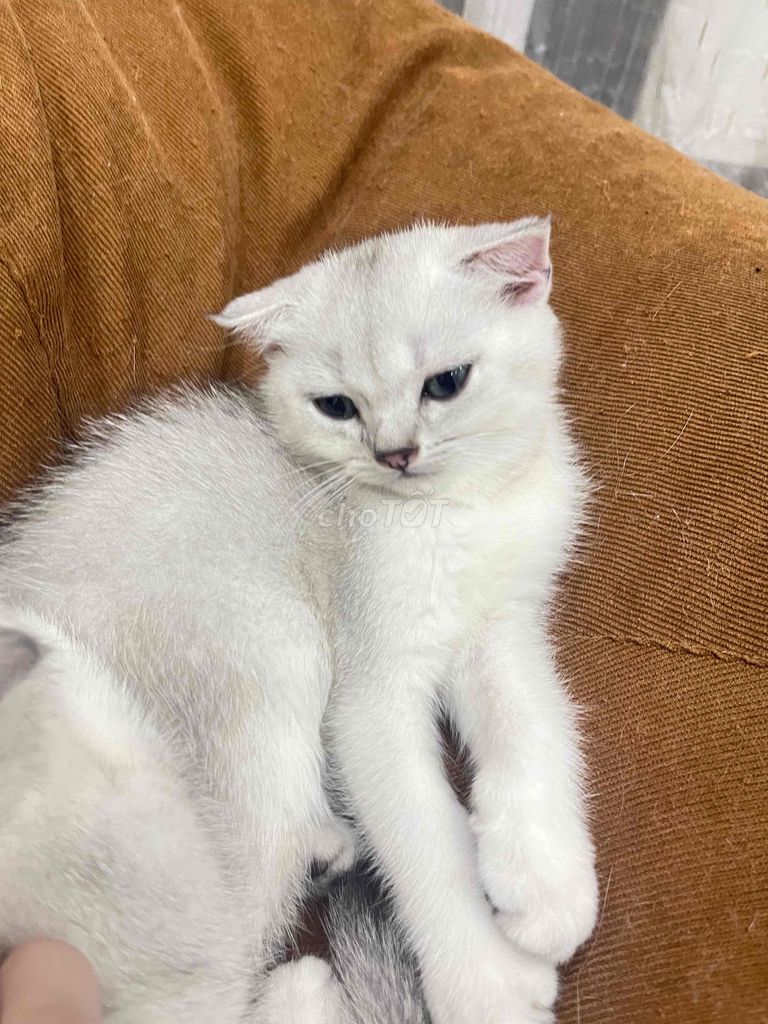 Mèo Anh Lông Ngắn - Màu Silver shaded - bé gái