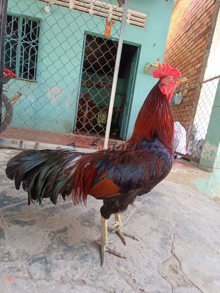 Gà Đỏ đen Đực 1.5kg. Mua bán Gà tại Huyện Châu Thành Đồng Tháp được đăng bởi Cu Bùi Nguyễn hình 1
