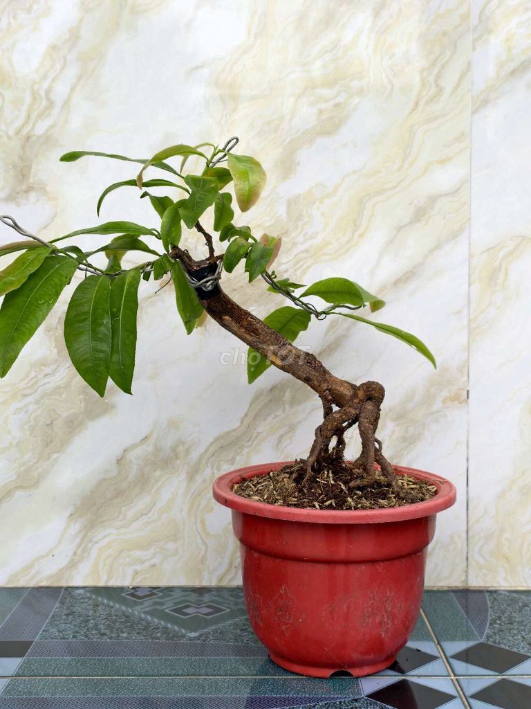 Cây cảnh Mai vàng mini để bàn. Mua bán Cây cảnh, đồ trang trí tại Thành phố Bến Tre Bến Tre được đăng bởi Triệu Tuấn Minh hình 1