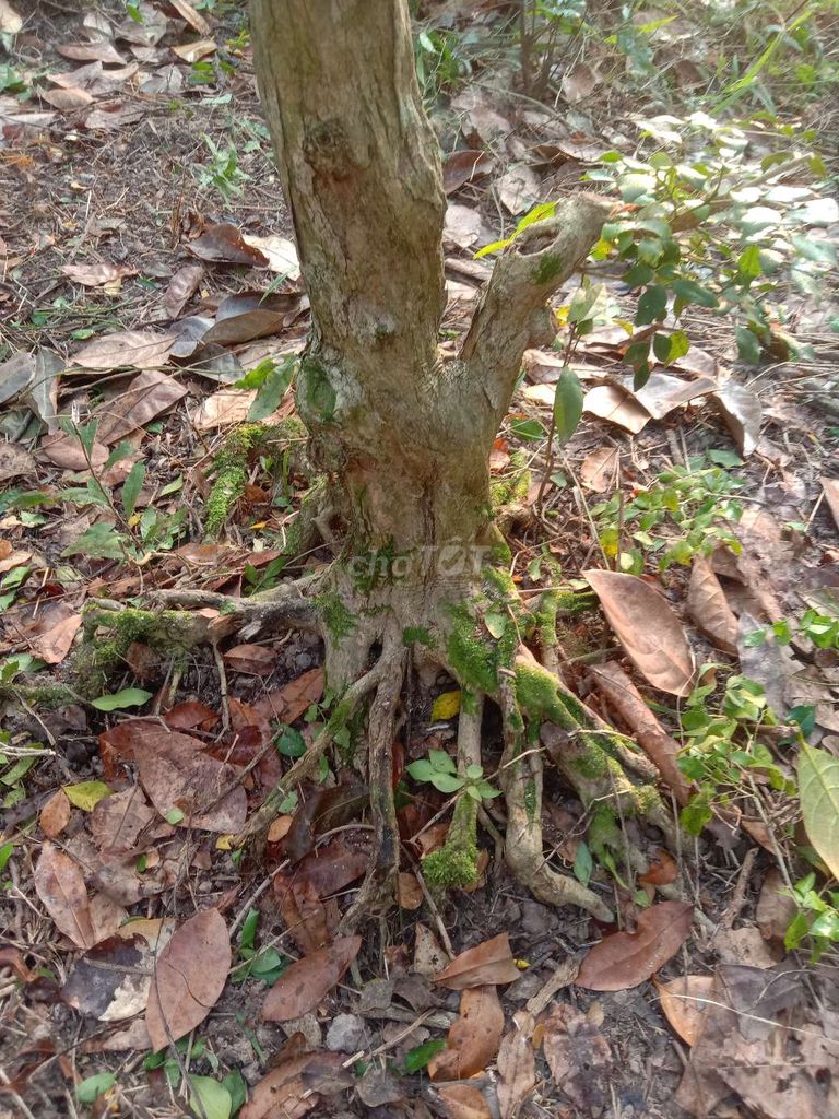 Cây cảnh Nguyệt quế Phôi. Mua bán Cây cảnh, đồ trang trí tại Huyện Cái Bè Tiền Giang được đăng bởi Bọ Ú Vườn thú tại home  hình 1