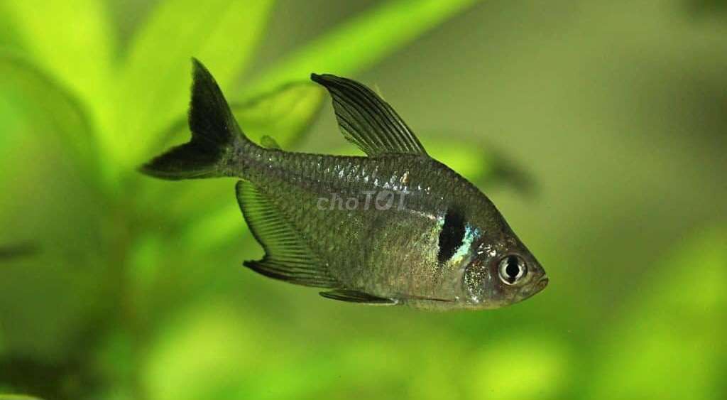 Cá Hắc Kỳ (combo 10con chỉ 60K). Mua bán Thú cưng khác tại Quận Bình Thạnh Tp Hồ Chí Minh được đăng bởi Ngọc Duyên Aquarium hình 1