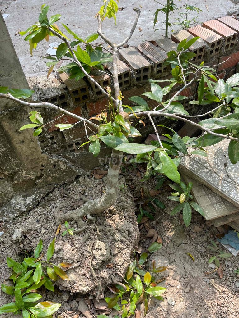 Mai vàng Cần Thơ. Mua bán Cây cảnh, đồ trang trí tại Huyện Phong Điền Cần Thơ được đăng bởi Mon  hình 1