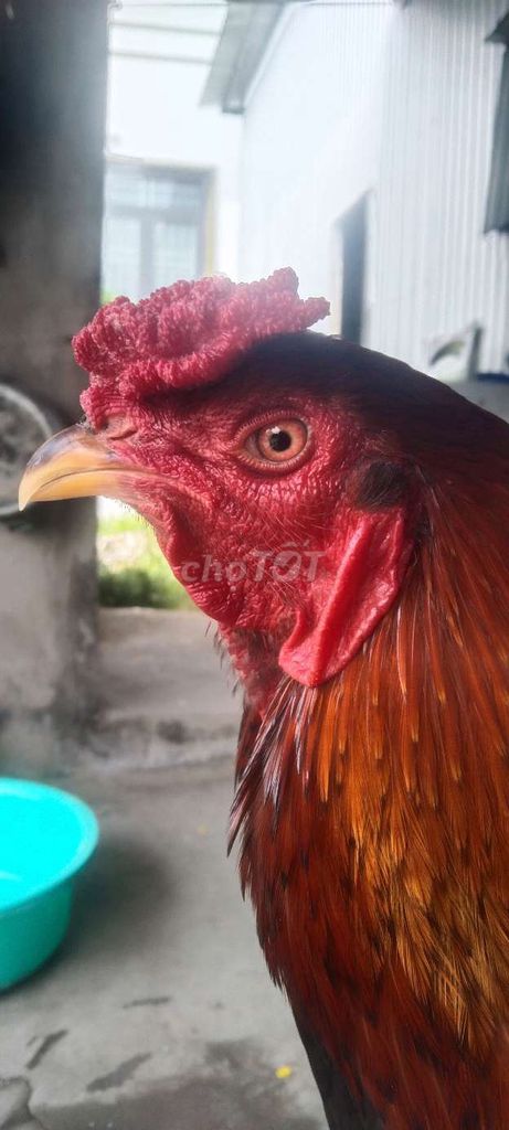 Gà Nâu đỏ 2.9kg. Mua bán Gà tại Huyện Lai Vung Đồng Tháp được đăng bởi Kiệt hình 1