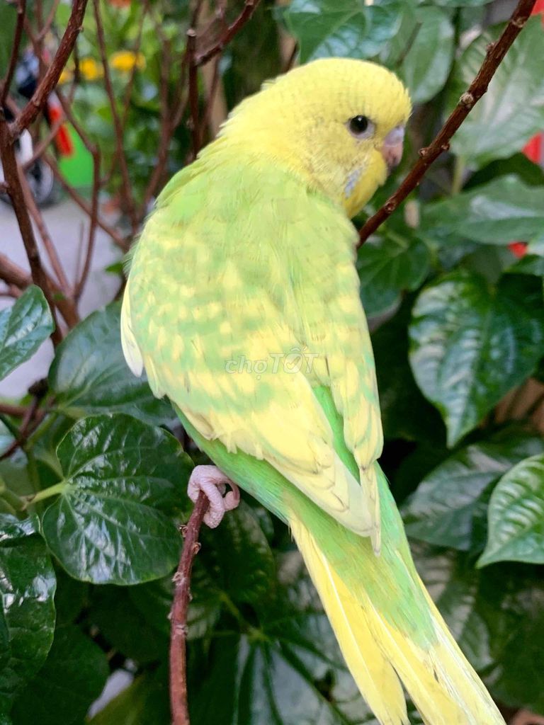 Eu ha lan , vẹt lovebird. Mua bán Chim tại Quận Gò Vấp Tp Hồ Chí Minh được đăng bởi Huynh Anh hình 1