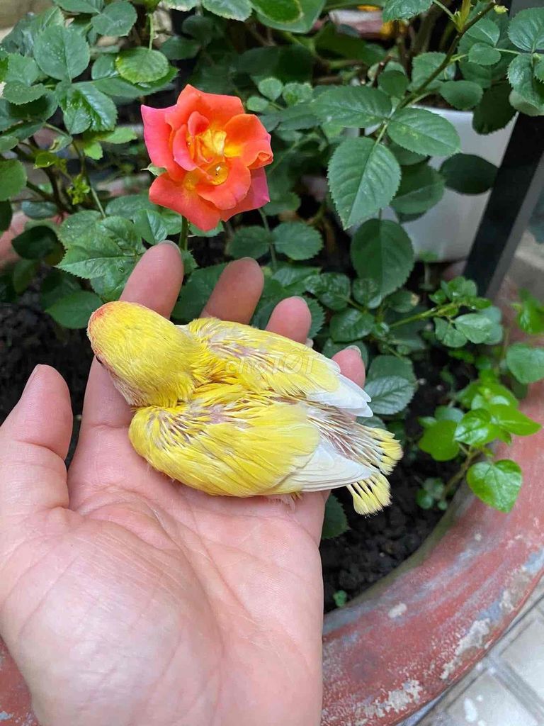 Chim Lovebird non vàng đầu đỏ mắt đỏ. Mua bán Chim tại Quận Phú Nhuận Tp Hồ Chí Minh được đăng bởi Tâm Thiện hình 1