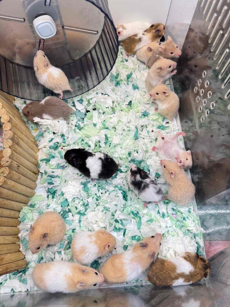 Chuột Hamster Bear baby nhiều màu. Mua bán Thú cưng khác tại Quận 8 Tp Hồ Chí Minh được đăng bởi Nguyên hình 1