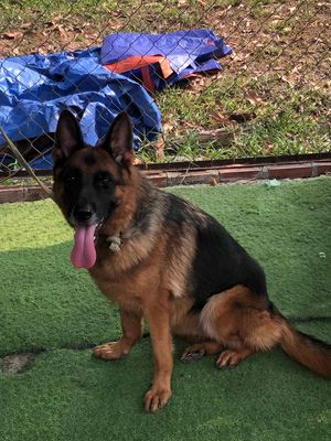 Chó Becgie Đức cái đã chích ngừa