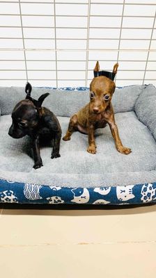 Chó Phốc nai đực