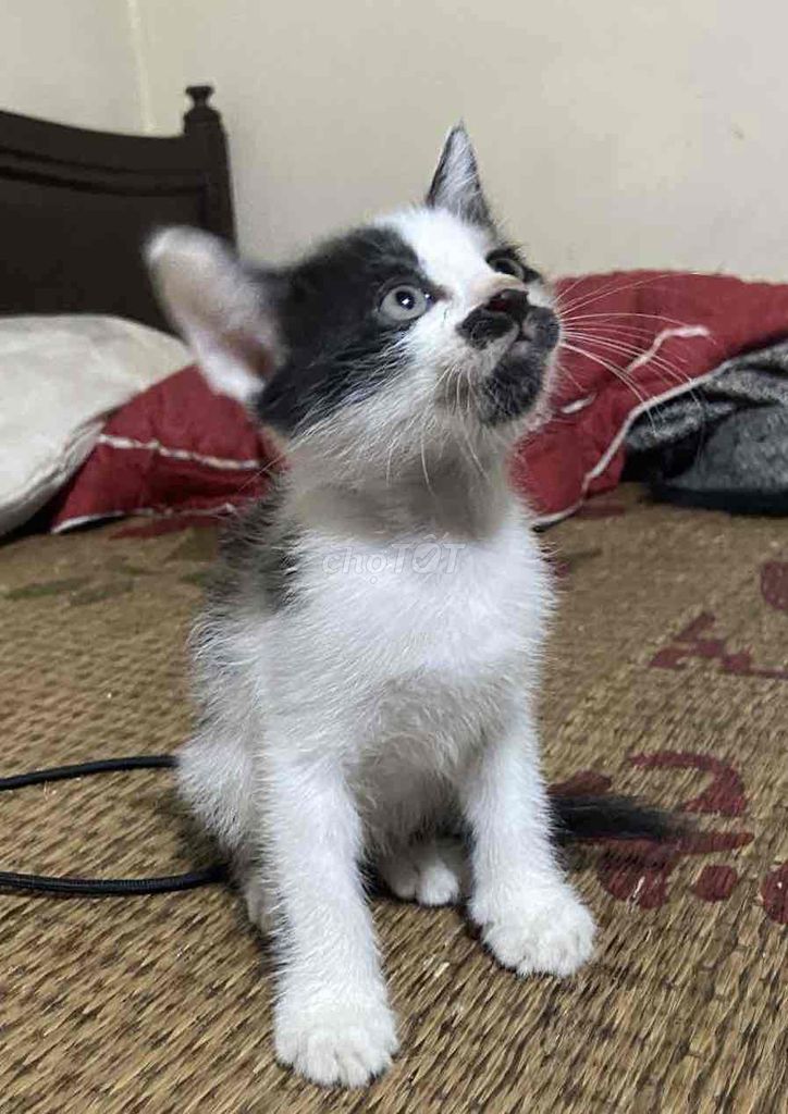 mèo nhà trồng lai aln