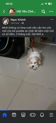 Chó Poodle lai Nhật 3 tháng 1 mũi 5 bệnh. Mua bán Chó tại Quận Thanh Khê Đà Nẵng được đăng bởi Ngọc Khánh