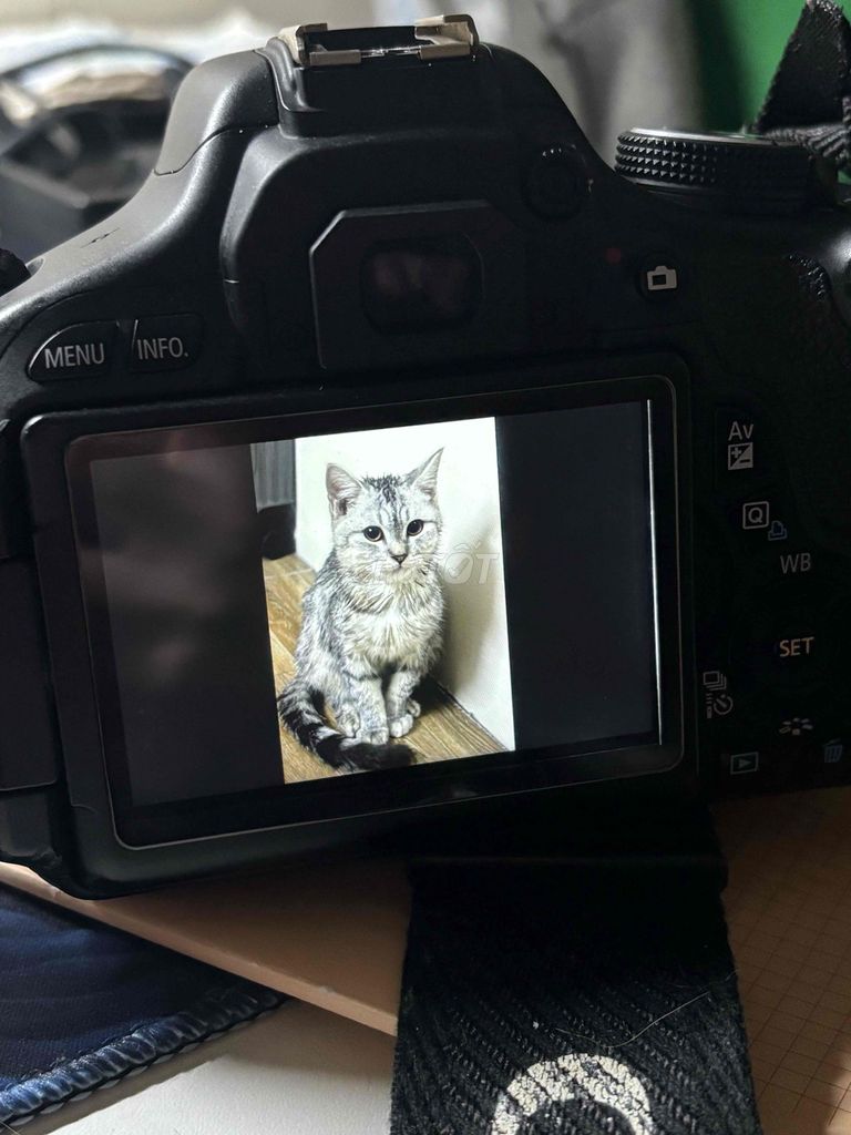 Mèo Mỹ lông ngắn sọc dưa, thuần chủng 5 tháng tuổi. Mua bán Mèo tại Huyện Hoài Đức Hà Nội được đăng bởi Quỳnh Phương hình 1