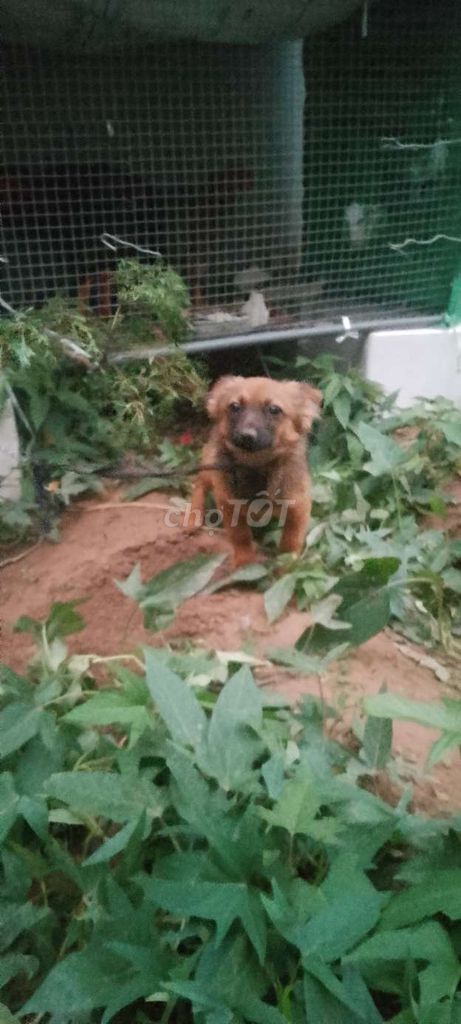 Chó màu Nâu. Mua bán Chó tại Huyện Phú Xuyên Hà Nội được đăng bởi Nguyễn Văn Hồng hình 1
