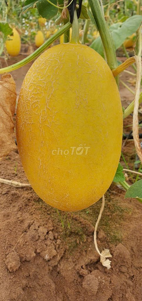 [Bán sỉ] 400kg Dưa lưới Huỳnh Long 1-1.2kg/trái. Mua bán Đồ ăn, thực phẩm và các loại khác tại Quận Bình Thạnh Tp Hồ Chí Minh được đăng bởi Dưa Lưới LiFarm hình 5