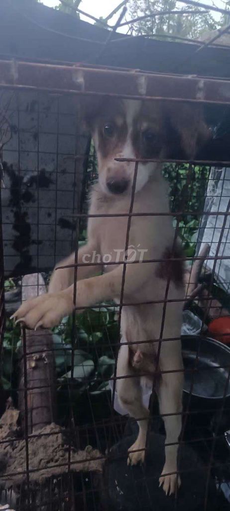 chó nâu trắng . Mua bán Chó tại Huyện Tam Bình Vĩnh Long được đăng bởi Lê Út hình 1
