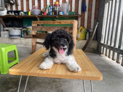 Chó Poodle nhỏ Đen trắng