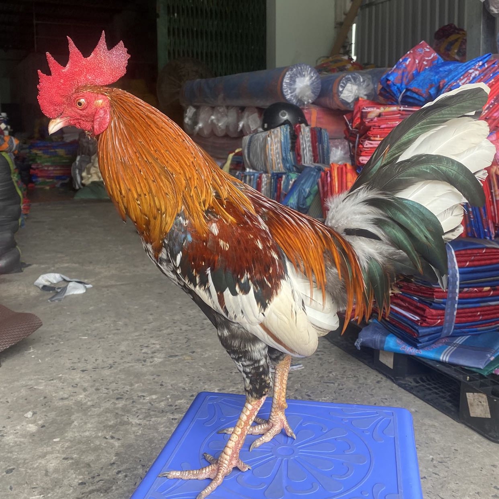 Diễm my shop gà giá rẻ tại undefined undefined hình 1