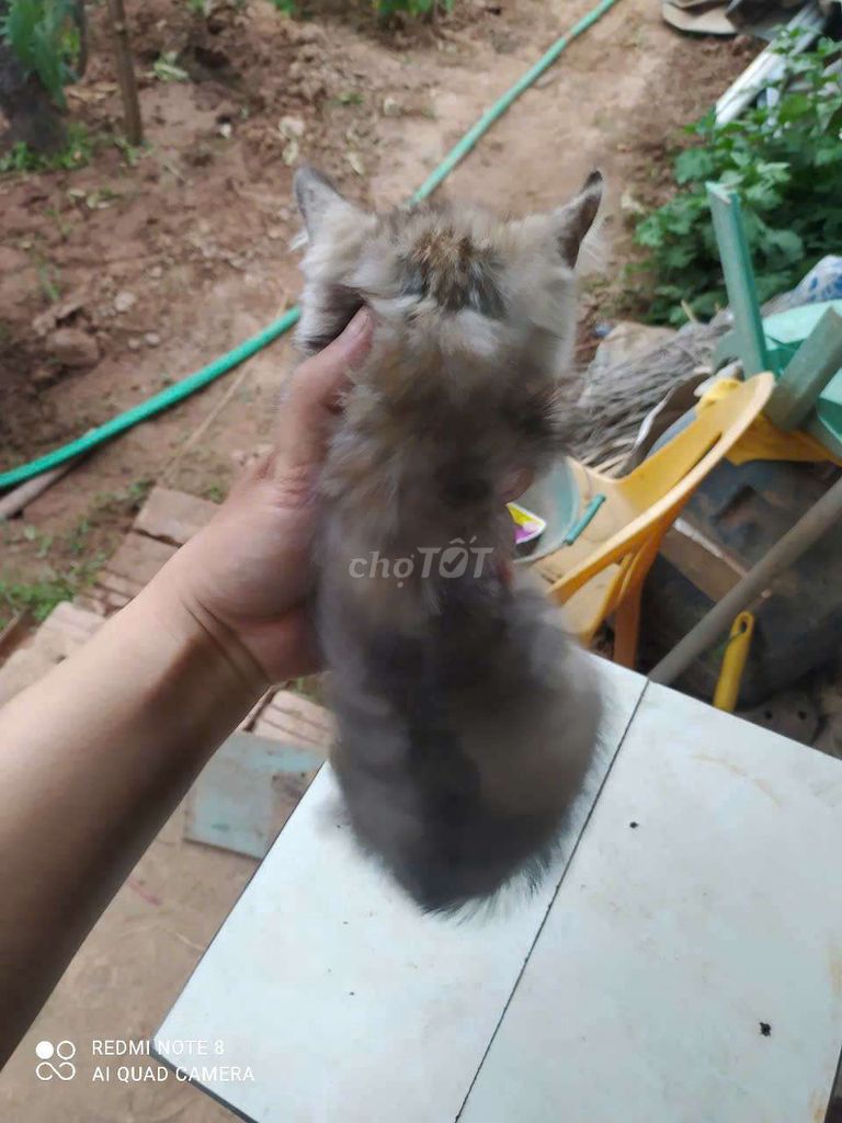 Tìm nhà mới cho meo meo ạ. Mua bán Mèo tại Quận Tây Hồ Hà Nội được đăng bởi Cậu Vàng hình 3