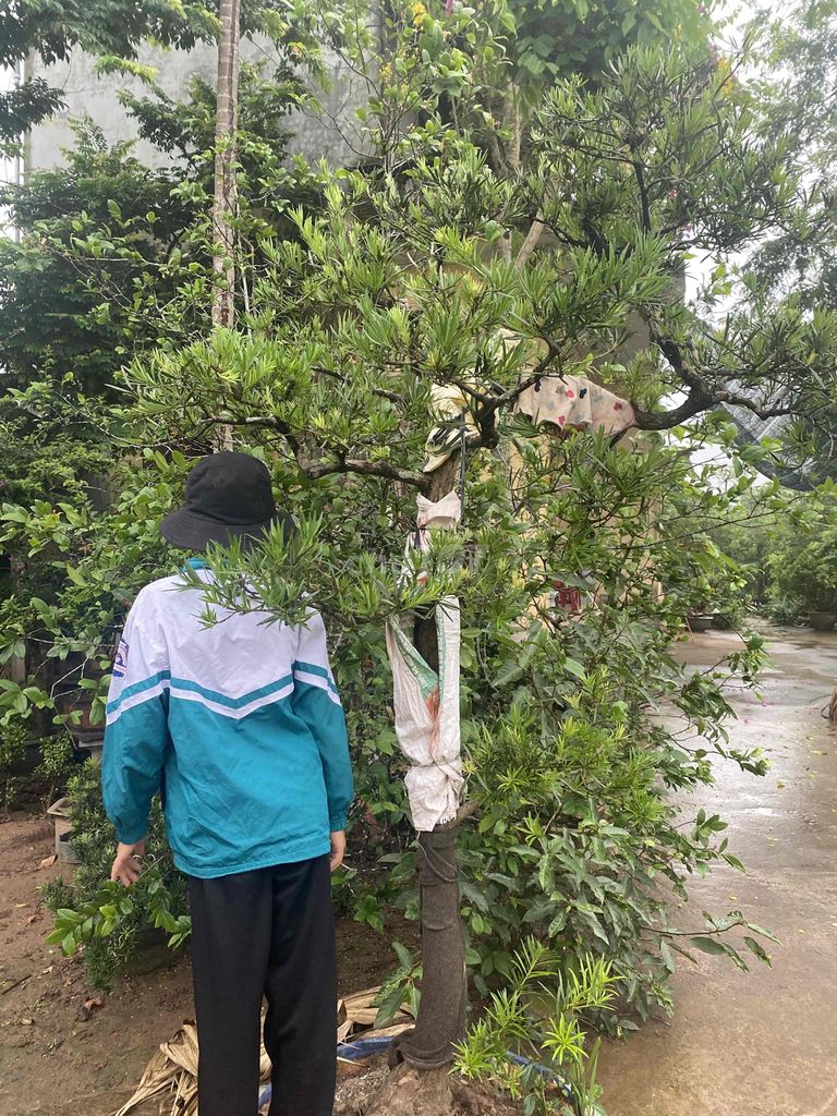 tùng la hán dáng văn nhân
