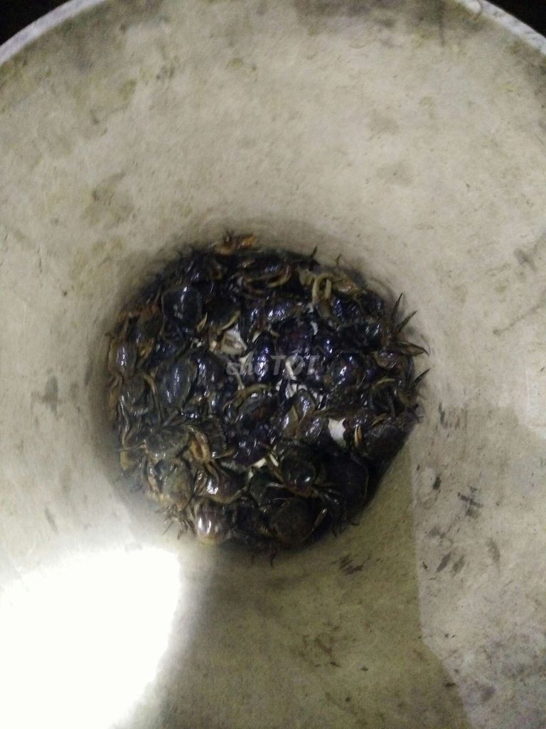 E có mấy ký cua đồng 50k 1ký