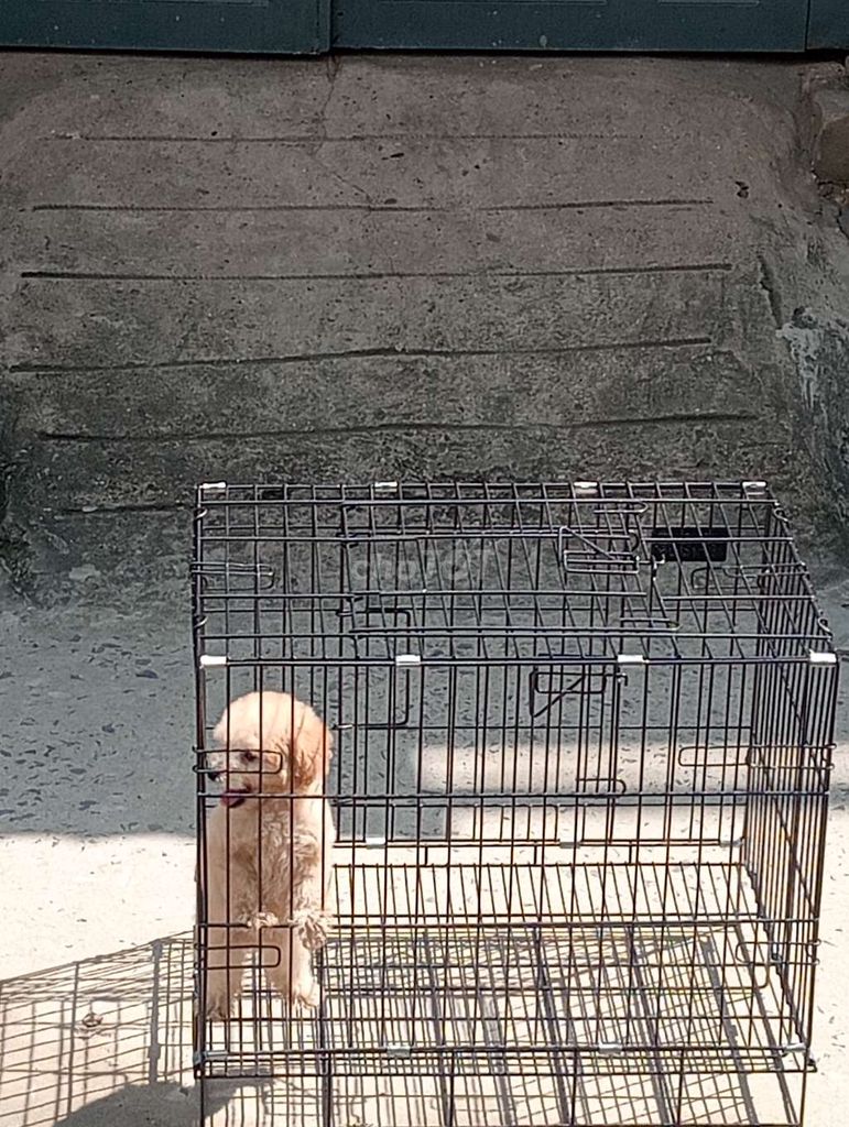 Chó poodle tên nâu. Mua bán null tại Quận Bình Tân Tp Hồ Chí Minh được đăng bởi Thảo hình 3