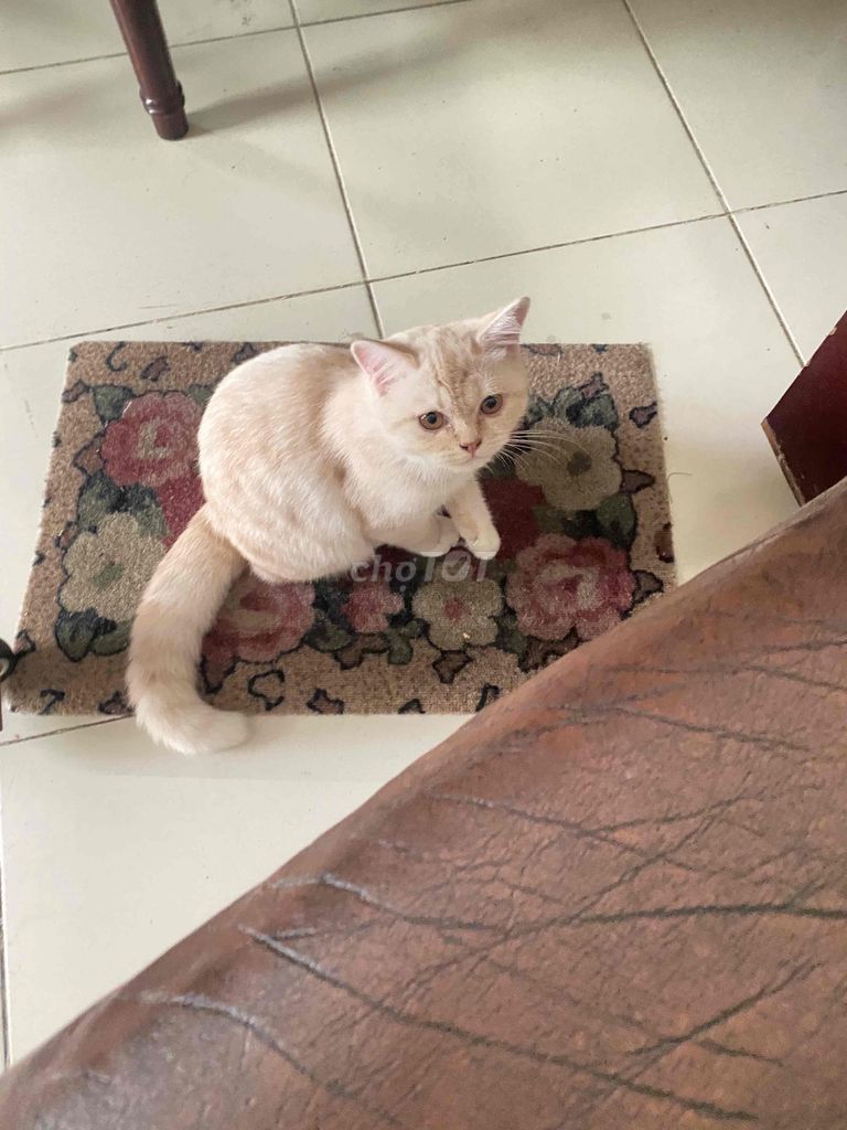 Mèo Munchkin cái vàng kem. Mua bán Mèo tại Thành phố Thủ Đức Tp Hồ Chí Minh được đăng bởi Đinh Thị Ngọc Tuyết  hình 1