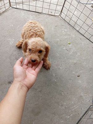 Tìm nhà cho bé. Mua bán Chó tại Quận Ô Môn Cần Thơ được đăng bởi PIN