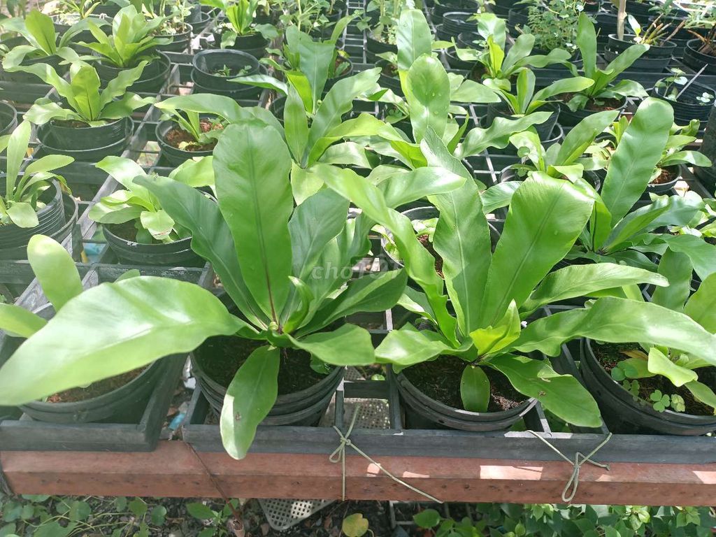 Cây cảnh Tổ phụng lá dài 20cm. Mua bán Cây cảnh, đồ trang trí tại Thành phố Dĩ An Bình Dương được đăng bởi Vinh Pham hình 1