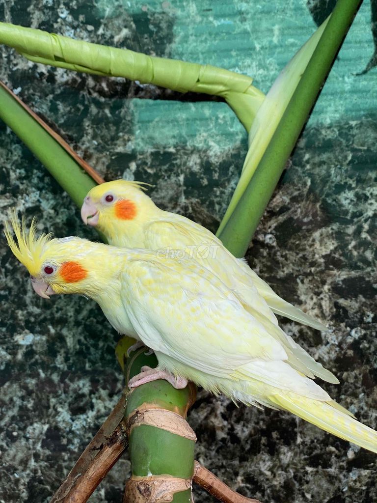 Chim Vẹt Cockatiel non màu Vàng. Mua bán Chim tại Quận 12 Tp Hồ Chí Minh được đăng bởi  86 hình 1