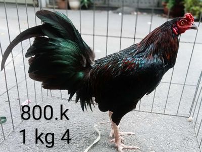Que 1 kg 4 tơ zin. Mua bán Gà tại Quận Gò Vấp Tp Hồ Chí Minh được đăng bởi nam gà tre 