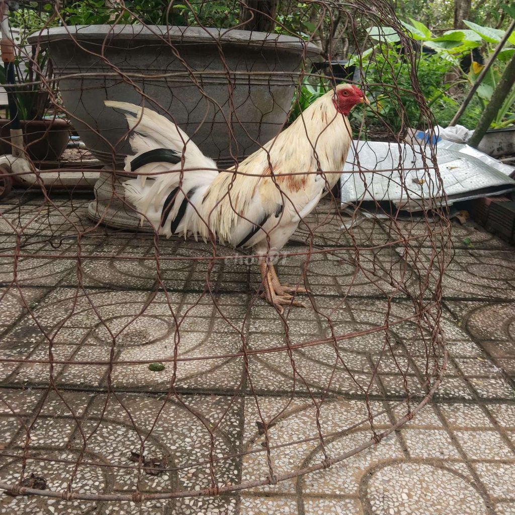 Gà lông trạng lỡ 2.2kg. Mua bán Gà tại Huyện Châu Đức Bà Rịa - Vũng Tàu được đăng bởi Hòa hình 1