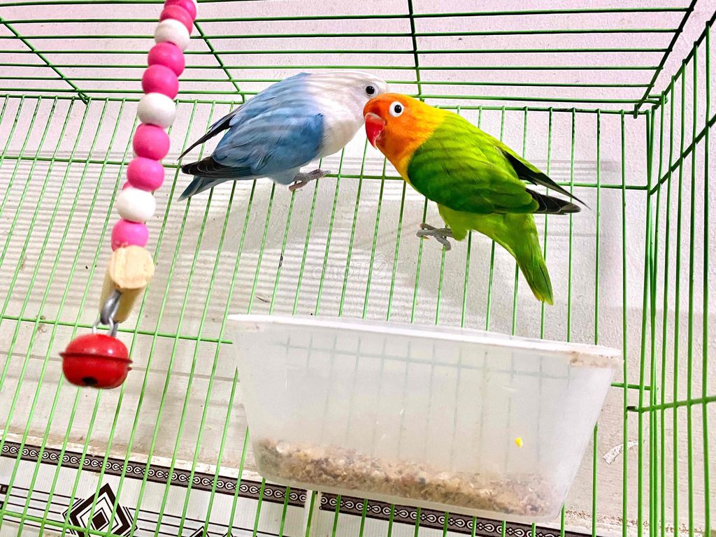 Lovebird đã sinh sản chuẩn trống mái