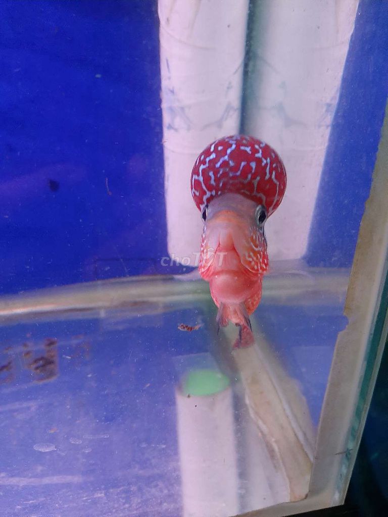 Kamfa 2 tong đỏ cam