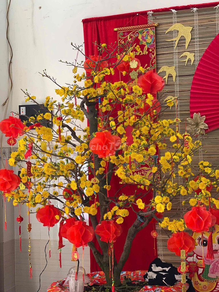 Mai ghép cúc thọ hương Già mùa. Mua bán Cây cảnh, đồ trang trí tại Quận 4 Tp Hồ Chí Minh được đăng bởi Tín Lâm hình 1