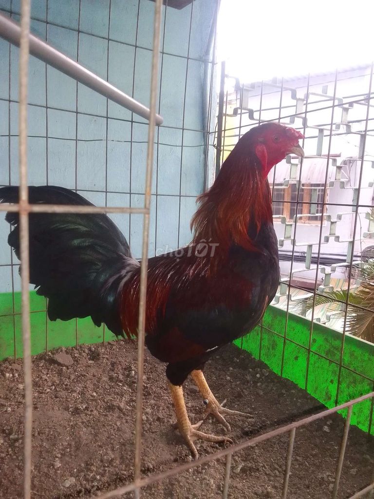Gà chọi Đỏ đen Đực 1.670kg. Mua bán Gà tại Quận 3 Tp Hồ Chí Minh được đăng bởi Phạm Cúc hình 1