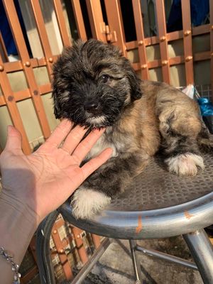 Chó Nhật lai Poodle con