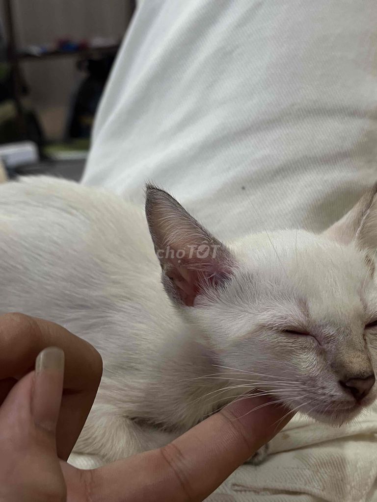 Mèo Xiêm trắng hơn 1 tháng. Mua bán Mèo tại Thành phố Thủ Đức Tp Hồ Chí Minh được đăng bởi kim anh hình 1