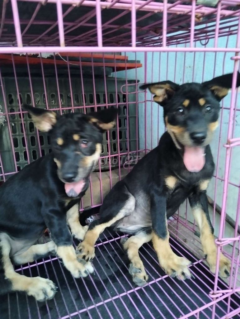 Chó berger lai Rottweiler to con canh nhà lưỡi đốm. Mua bán Chó tại Quận 12 Tp Hồ Chí Minh được đăng bởi Huỳnhpetshop hình 3