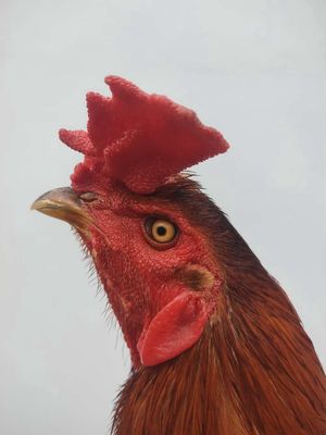 Gà Vàng 3kg chân Xanh. Mua bán Gà tại Huyện Châu Thành Tiền Giang được đăng bởi pham truong duy