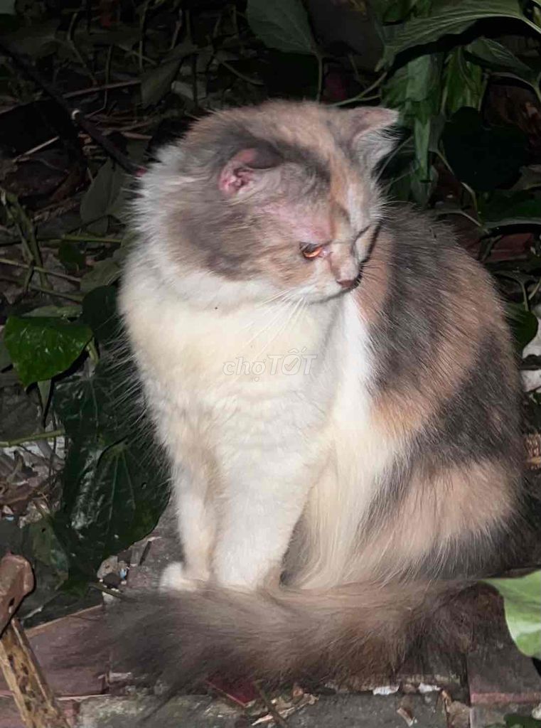 Mèo Tam thể khỏe mạnh đã tiêm phòng. Mua bán Mèo tại Thành phố Biên Hòa Đồng Nai được đăng bởi Lưu Thành hình 1